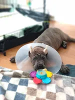 Logan, a male Cane Corso for sale in Houston, TX – 6 of 10