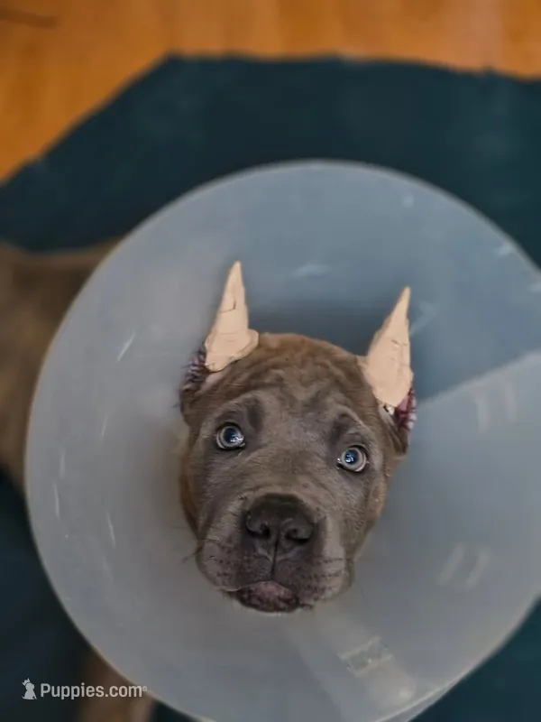 Logan – Cane Corso puppy for sale in Houston, TX