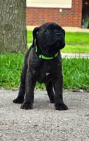 Jubilee, a female Cane Corso for sale in Houston, TX – 1 of 3