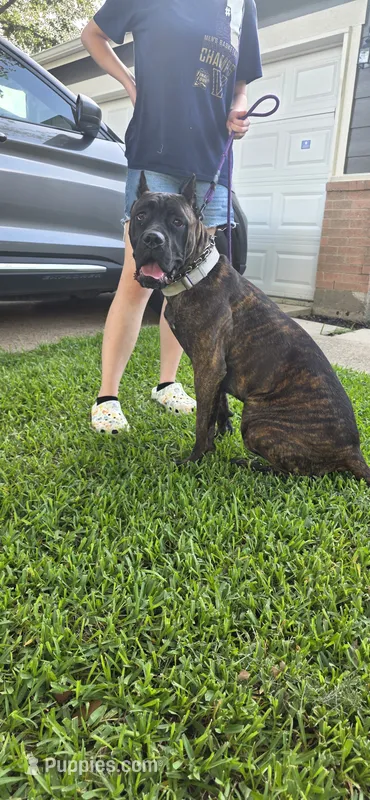 Dawn – Cane Corso puppy for sale in Houston, TX