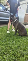 Dawn, a female Cane Corso for sale in Houston, TX – 1 of 10