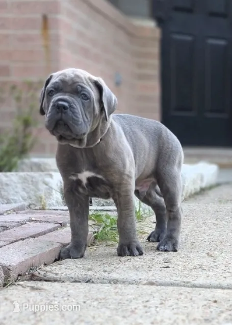 Professor X – Cane Corso puppy for sale in Houston, TX