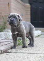 Professor X, a male Cane Corso for sale in Houston, TX – 1 of 3