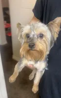 bear, a male Yorkshire Terrier for sale in San Bernardino, CA – Photo 1 of 2