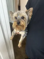 bear, a male Yorkshire Terrier for sale in San Bernardino, CA – Photo 2 of 2