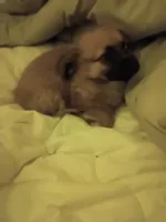 Bear, a male Chiweenie for sale in Romulus, MI – Photo 4 of 6