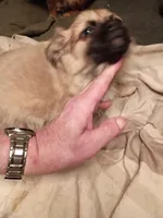 Bear, a male Chiweenie for sale in Romulus, MI – Photo 3 of 6