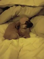 Bear, a male Chiweenie for sale in Romulus, MI – Photo 6 of 6