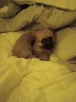 Bear, a male Chiweenie for sale in Romulus, MI – Photo 5 of 6