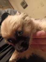 Bear, a male Chiweenie for sale in Romulus, MI – Photo 1 of 6