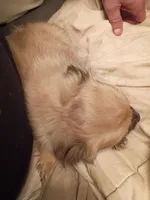 Bear, a male Chiweenie for sale in Romulus, MI – Photo 2 of 6