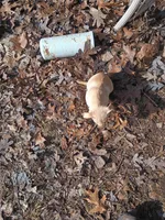 Sugar, a female Chiweenie for sale in Romulus, MI – Photo 1 of 5