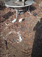 Sugar, a female Chiweenie for sale in Romulus, MI – Photo 5 of 5