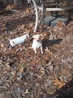 Sugar, a female Chiweenie for sale in Romulus, MI – Photo 3 of 5