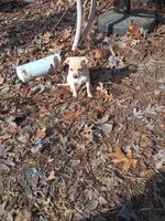 Sugar, a female Chiweenie for sale in Romulus, MI – Photo 4 of 5