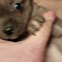 Coco, a female Chiweenie for sale in Romulus, MI – Photo 4 of 6