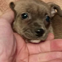 Coco, a female Chiweenie for sale in Romulus, MI – Photo 3 of 6