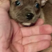 Coco, a female Chiweenie for sale in Romulus, MI – Photo 6 of 6