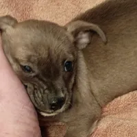 Coco, a female Chiweenie for sale in Romulus, MI – Photo 2 of 6