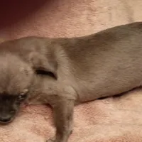 Coco, a female Chiweenie for sale in Romulus, MI – Photo 5 of 6