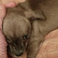 Coco, a female Chiweenie for sale in Romulus, MI – Photo 1 of 6