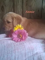 Annie, a female Golden Retriever for sale in Romulus, NY – 7 of 7