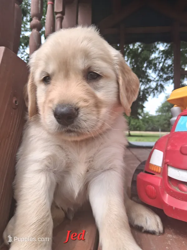 Jed – Golden Retriever puppy for sale in Romulus, NY