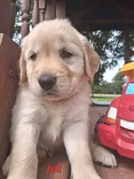 Jed, a male Golden Retriever for sale in Romulus, NY – 1 of 8