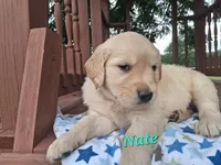 Nate, a male Golden Retriever for sale in Romulus, NY – 7 of 7