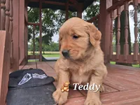 Teddy, a male Golden Retriever for sale in Romulus, NY – 2 of 5