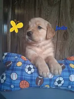 Jodo, a male Golden Retriever for sale in Romulus, NY – 8 of 8