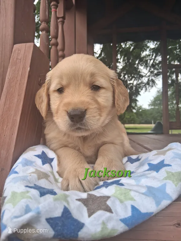 Jackson – Golden Retriever puppy for sale in Romulus, NY