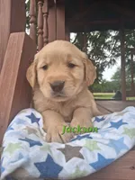 Jackson, a male Golden Retriever for sale in Romulus, NY – 1 of 6