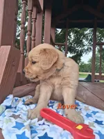 Rover, a male Golden Retriever for sale in Romulus, NY – 3 of 6