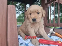 Rover, a male Golden Retriever for sale in Romulus, NY – 5 of 6