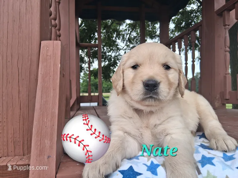 Nate – Golden Retriever puppy for sale in Romulus, NY