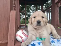 Nate, a male Golden Retriever for sale in Romulus, NY – 1 of 7
