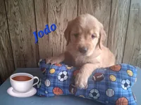 Jodo, a male Golden Retriever for sale in Romulus, NY – 7 of 8