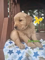 Jackson, a male Golden Retriever for sale in Romulus, NY – 4 of 6