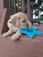 Nick, a male Golden Retriever for sale in Romulus, NY – 7 of 7
