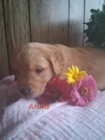 Annie, a female Golden Retriever for sale in Romulus, NY – 6 of 7