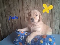 Jodo, a male Golden Retriever for sale in Romulus, NY – 3 of 8