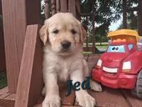 Jed, a male Golden Retriever for sale in Romulus, NY – 7 of 8
