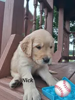 Nick, a male Golden Retriever for sale in Romulus, NY – 3 of 7
