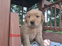 Rover, a male Golden Retriever for sale in Romulus, NY – 1 of 6