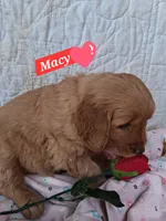 Macy, a female Golden Retriever for sale in Romulus, NY – Photo 4 of 5