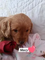 Macy, a female Golden Retriever for sale in Romulus, NY – Photo 5 of 5