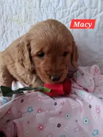 Macy, a female Golden Retriever for sale in Romulus, NY – Photo 2 of 5