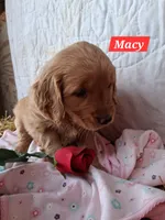 Macy, a female Golden Retriever for sale in Romulus, NY – Photo 3 of 5