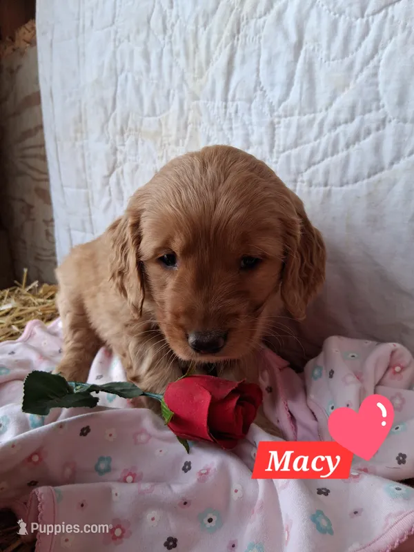 Macy
